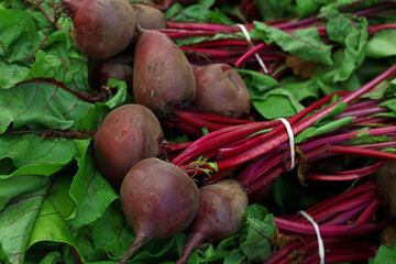 Close up heap of fresh new red beet bunches