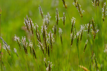 blooming grass