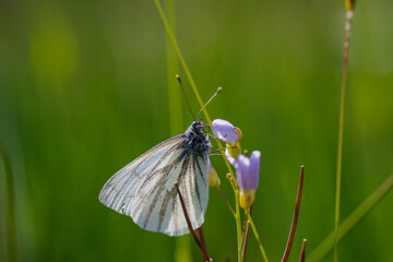 butterfly on flower