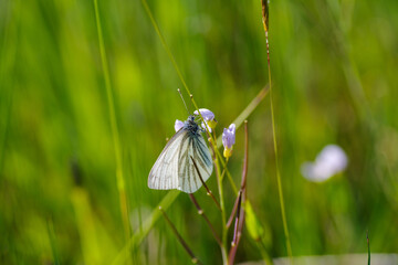 butterfly on flower