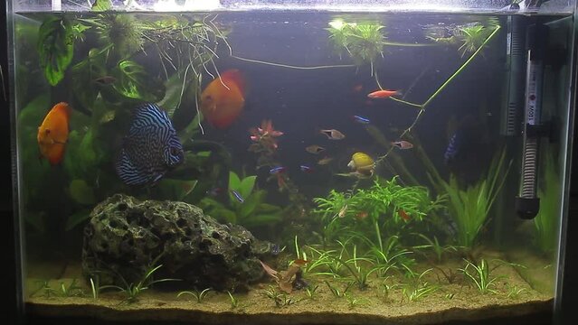 Discus fish planted fish tank