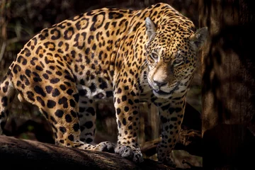 Foto op Plexiglas Jaguar Panthera onca majestic feline, hunting in Pantanal, Brazil © Aide