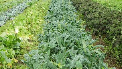 Kale lacinato tuscan bio leaf Italian black cabbage green Brassica oleracea winter farmer farming...