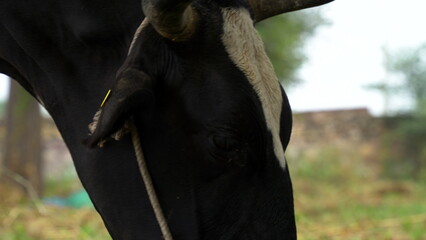 cows feeding green grass in a farm in India. This desi breed of cattle is gaining popularity in...