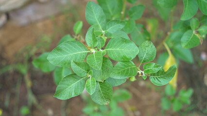 Ashwagandha green plants growing in garden. Withania somnifera Leaves. Indian ginseng, poison gooseberry, or winter cherry. Most powerful Medicinal herbs for healthcare.