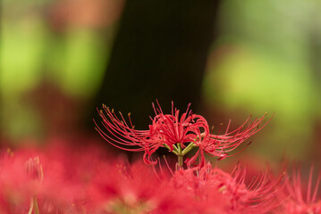 木をバックに咲く彼岸花　巾着田曼殊沙華公園