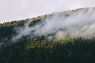A foggy morning at Torsæterlia, leading up to Østhøgda Hill, a conifer forest reserve of the Totenåsen Hills, Norway.