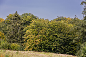 Obraz premium The first autumn coloured leaves