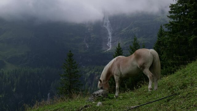 A horse grazing in a meadow in the Swiss Alps overlooking a waterfall. Panasonic Lumix S1 ProRes422HQ (4K, 29.97fps, Vlog basic color correction)