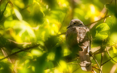 portrait of a collared pigeon