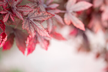 Beautiful nature view of Red leaf on blurred greenery background in garden and sunlight with copy space using as autumn background natural landscape, ecology, fresh wallpaper concept.