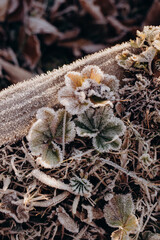 flowers in the snow