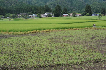 Green rice paddies and fields in Akita prefecture, Tohoku region, northern Japan, Asia