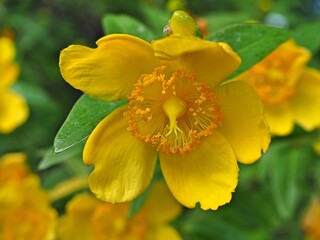 Hypericum calycinum,  Rose-of-Sharon , Aaron's beard, great St-John's wort, creeping St. John's wort,  Jerusalem star