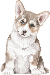 Corgi dog watercolour illustration png