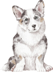 Corgi dog watercolour illustration png