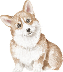 Corgi dog watercolour illustration png