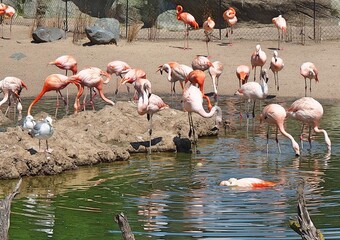 The American flamingo (Phoenicopterus ruber)