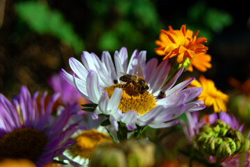 A striped bee-like fly collects nectar from a white flower with a yellow core, which is surrounded by purple asters and orange marigolds.