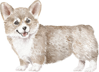 Obraz premium Corgi puppy watercolour illustration png