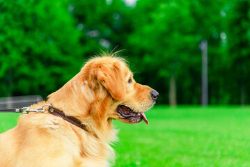 Beautiful Dog Golden Retriever Profile head on garden park in sunlight green nature. Park garden with pet.Side view.Closeup.