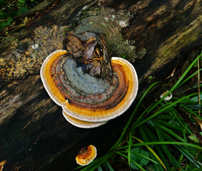 Rotrandiger Baumschwamm; Fomitopsis pinicola; red band fungus; red-banded polypore