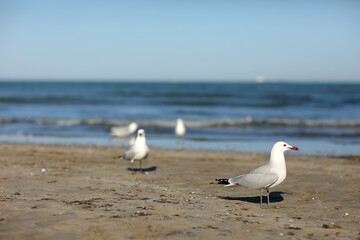 Obraz premium Beautiful white- gray seagulls walking on the sand beach by the sea on summer sunny day. flock of seagull running on the shore against natural blue water background. 