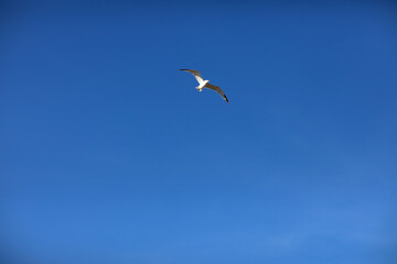 Herring gull white color, under view. Sea gull open wings flying on clear blue sky background.