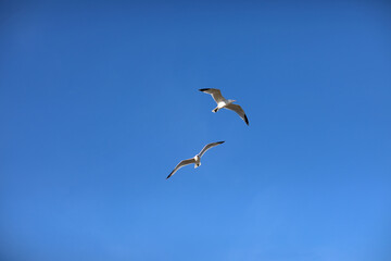 Herring two gulls white color, under view. Seagulls open wings flying on clear blue sky background.