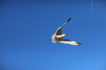 Herring gull white color, under view. Sea gull open wings flying on clear blue sky background.