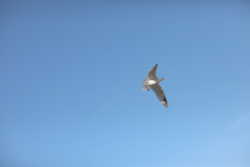 Herring gull white color, under view. Sea gull open wings flying on clear blue sky background.