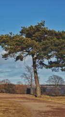 Fototapeta premium tree on the hill