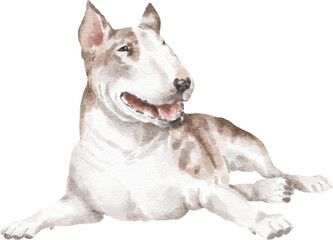 Bull terrier dog illustration png