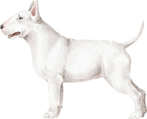 White bull terrier dog illustration png