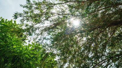 Fototapeta premium Green leaf with bright sun. natural background.