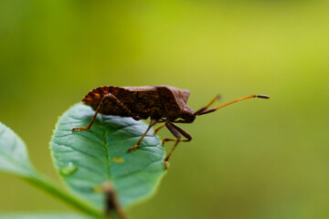 beetle on a leaf