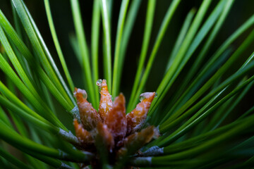 Naklejka na ściany i meble close up of a pine needles with dew