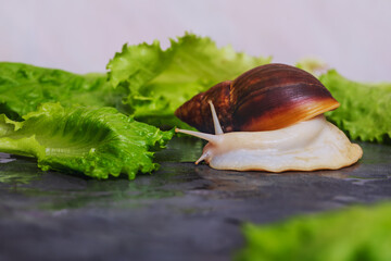 White Achatina snail on the table next to juicy fresh lettuce leaves. Close-up photo of exotic pets. 