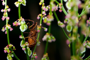 beetle on a flower