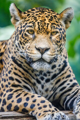 Fototapeta na wymiar Jaguar Panthera onca, majestic feline looking at camera in Pantanal, Brazil