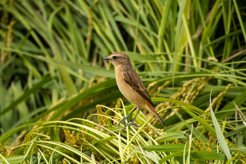 稲穂は食べないノビタキ