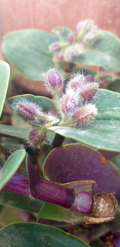 Flower buds close up