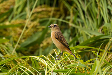 稲穂に群がる虫を狙うノビタキ