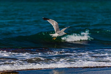 white seagull in the sea