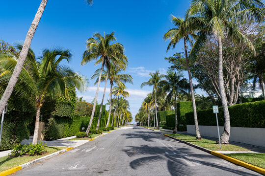 empty road with line marking and palm trees on avenue