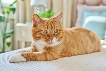 Old red cat lying at home on the bed