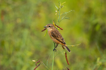 平地への移動中のノビタキ