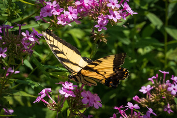 butterfly on flower