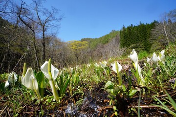 ミズバショウ咲く湿原