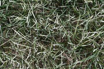 First autumn frost. Partially blurred defocused background image of green grass covered with white frost. Morning green icy plant leaves. Onset of winter. Top view